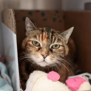 Annie, senior, available for adoption