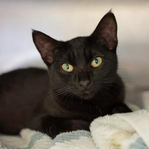 Dorothy, available for adoption