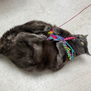 Felix, adult, available for adoption