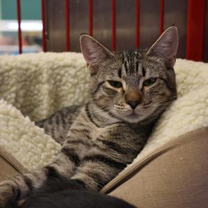 Alaska 5000, available for adoption