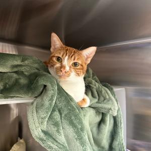 Batya, adult, available for adoption