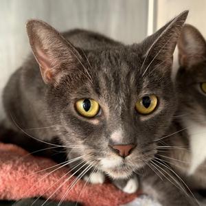 Dreamer, adult, available for adoption