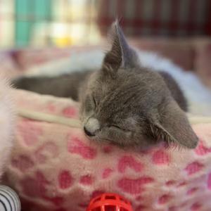 Banana Boat, kitten, available for adoption