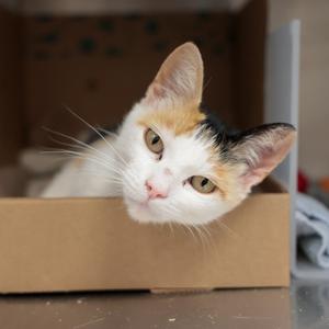 Honey Bear, adult, available for adoption