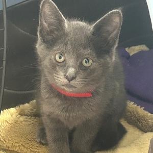 A young grey kitten with large ears and green eyes wearing a red collar, sitting on a fuzzy blanket.