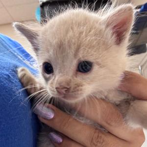 Chickadee, kitten, available for adoption