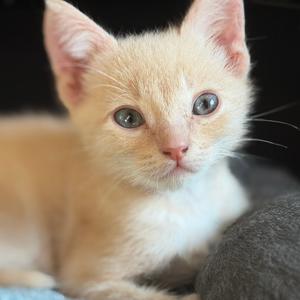 Hanford (Buffy), kitten, available for adoption