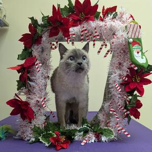 Finney, senior, available for adoption
