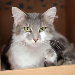 Gigi, adult, available for adoption