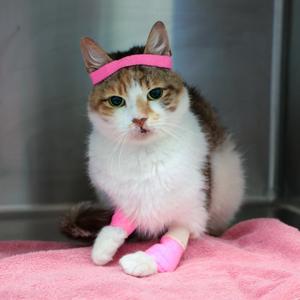 Callie Sue, adult, available for adoption