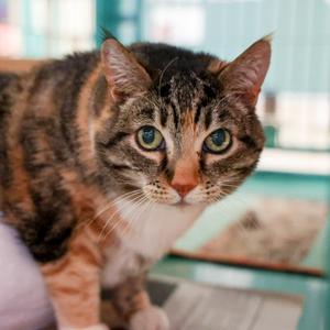 California Girl, senior, available for adoption