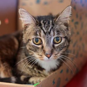 Edie (Scruffy), senior, available for adoption