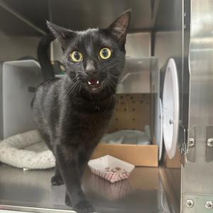 A black cat with yellow eyes standing in a metal enclosure, looking directly at the camera with its mouth open.