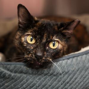 Heidi, adult, available for adoption