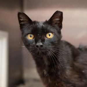 Esme, senior, available for adoption