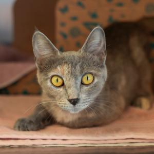 Coppertone, adult, available for adoption