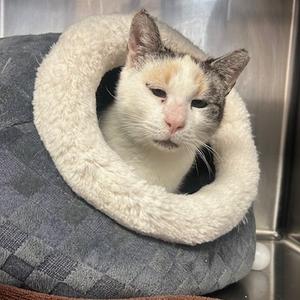Fiona, senior, available for adoption
