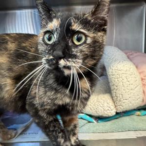 Brooke, adult, available for adoption