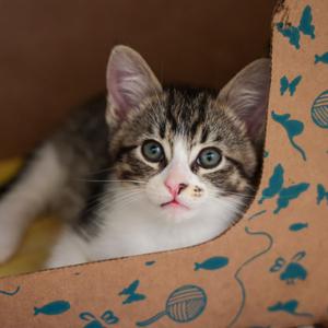 Chameleon, kitten, available for adoption