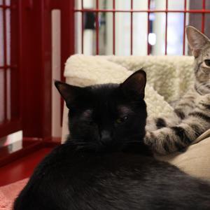 Divine, available for adoption