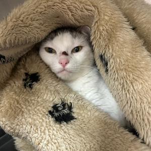 A white cat with black markings on its face and ears is peeking out from under a fluffy beige blanket. The cat has yellow eyes and appears to be looking directly at the camera.