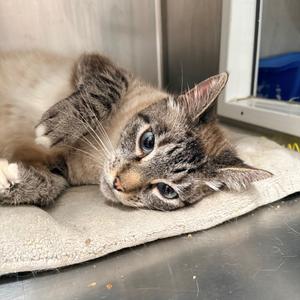 Dr. Watson, adult, available for adoption