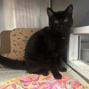 Alex, adult, available for adoption