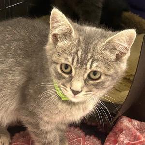 Heron, kitten, available for adoption