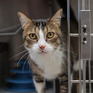 Hot Cocoa, senior, available for adoption