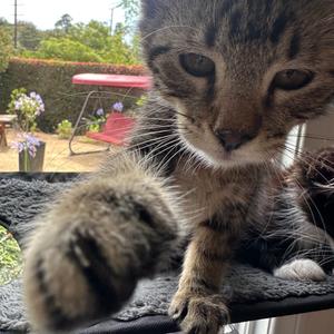 Jared, kitten, available for adoption