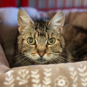 Edna (Scrawny), senior, available for adoption