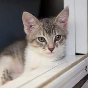 Iguana, kitten, available for adoption
