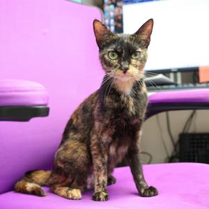 A tortoiseshell cat sitting on a purple chair.