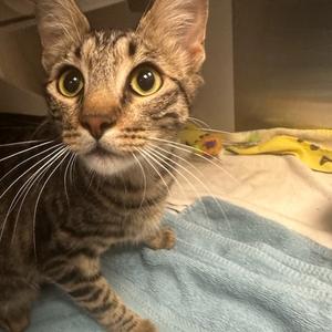 Daisy, adult, available for adoption