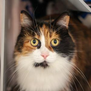 Callie, adult, available for adoption