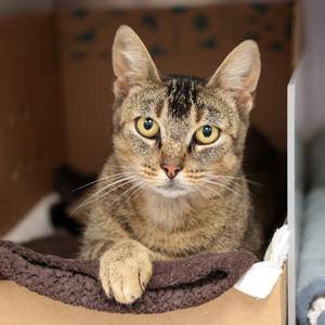 Dorothy, adult, available for adoption