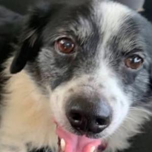 annabelle, Shepherd, Australian, senior, available for adoption