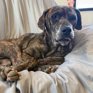 Brynlee, Boxer, senior, available for adoption