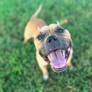 A happy brown dog with a black nose and tongue out, standing on green grass.