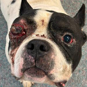 Alester  William, Bulldog, American, senior, available for adoption