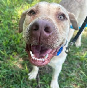 Clover  FKA Lund, Retriever, Labrador, adult, available for adoption