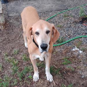 A light brown dog with floppy ears standing on a gravel surface, wearing a black collar. A green garden hose is visible in the background.
