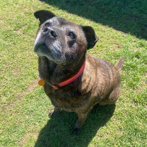 Calliope, Chow Chow, senior, available for adoption