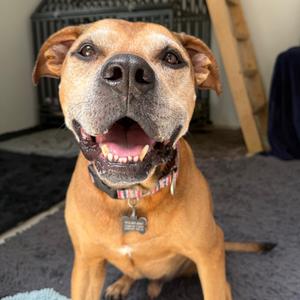 Brighton, Black Mouth Cur, senior, available for adoption