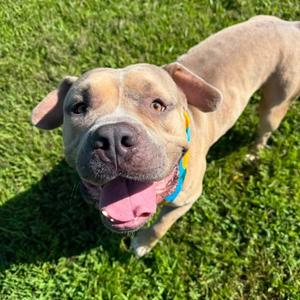 Bobo, Terrier, American Pit Bull, adult, available for adoption