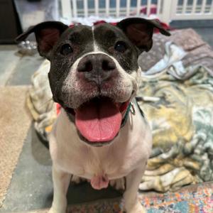 Bailey, Bulldog, American, senior, available for adoption