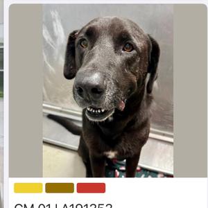 A black dog with a shiny coat and floppy ears, sitting and looking directly at the camera with its mouth slightly open, revealing its teeth. The dog's eyes are brown, and it appears to be in a well-lit indoor environment with a reflective surface in the background.