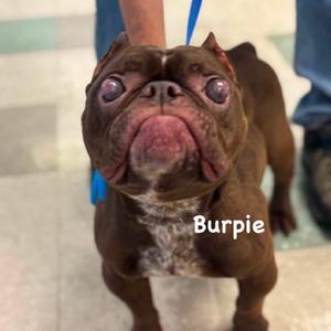 Burpie, Bulldog, French, adult, available for adoption
