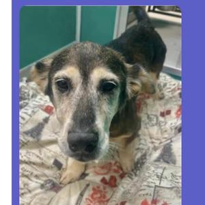 Coraline l, Hound, Basset, adult, available for adoption