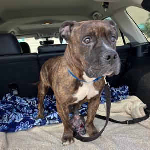 Adelaide, Boxer, adult, available for adoption